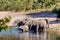 African elephant, Namibia, Africa safari wildlife