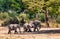 African elephant, Namibia, Africa safari wildlife