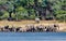 African elephant, Namibia, Africa safari wildlife