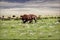 African Elephant in Ngorongoro Crater with white birds