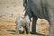 African Elephant nursing