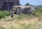 African Elephant in the Nxai Pan National Park in Botswana