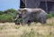 African Elephant in the Nxai Pan National Park in Botswana