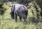 African Elephant in the Nxai Pan National Park in Botswana