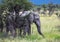 African Elephant in the Nxai Pan National Park in Botswana