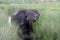 African elephant in the Okavango