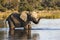 African Elephant - Okavango Delta - Botswana