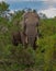 African elephant is part of the big five