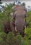 African elephant is part of the big five