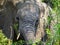 African elephant peeks through a tree while eating in Kruger Nationalpark