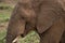 An African elephant in Pilanesberg