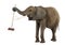 African elephant playing with a broom, isolated