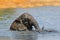 African elephant playing in a muddy waterhole, South Africa