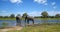 AFRICAN ELEPHANT IN A POOL OF WATER IN AFRICAN WILDERNESS IN BOTSWANA