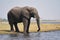 African elephant portrait in Chobe park safari, Zimbabwe, Africa