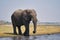 African elephant portrait in Chobe park safari, Zimbabwe, Africa