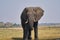 African elephant portrait in Chobe park safari, Zimbabwe, Africa