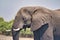 African elephant portrait in Chobe park safari, Zimbabwe, Africa