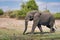 African elephant portrait in Chobe park safari, Zimbabwe, Africa