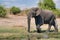 African elephant portrait in Chobe park safari, Zimbabwe, Africa