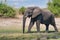 African elephant portrait in Chobe park safari, Zimbabwe, Africa