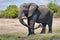 African elephant portrait in Chobe park safari, Zimbabwe, Africa