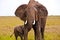 An African elephant protecting its child