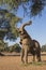 African Elephant pulling down branches