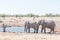 African elephant pushing with its trunk against another elephant