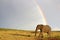 African elephant and rainbow in South Africa