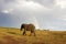 African elephant and rainbow in South Africa