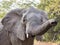 African elephant reaching out toward the camera