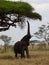 African elephant reaching up to feed from tree with vertical trunk