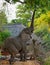 African Elephant reaching up to a tree with trunk extended trying to reach ripe mango fruit