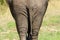 African Elephant Rear View, Butt. south Africa