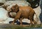 African elephant, recently bathed.