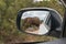 African elephant reflected in rear view mirror