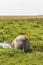 African elephant resting in the swamp. Amboseli, Kenya