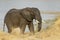 African Elephant on riverbank