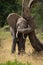 African elephant rubs its head against bent tree