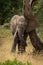 African elephant rubs its head against tree