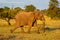 African elephant runs past bushes in savannah