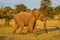 African elephant runs past bushes on savannah