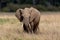 African elephant on safari in the Masai Mara, Kenya