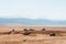 African Elephant and Safari offroad car in golden grass field in Ngorongoro, Serengeti Tanzania Savanna forest