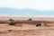 African Elephant and Safari offroad car in golden grass field in Ngorongoro, Serengeti Tanzania Savanna forest