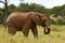 African Elephant in the savanna