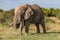 African elephant in the savannah