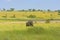 African Elephant on the Savannah