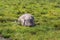 The African elephant is saved from the heat in the swamp. Amboseli, Kenya